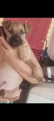 Pit Monster 