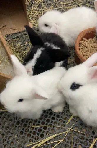 Filhote de coelho Mini Lop