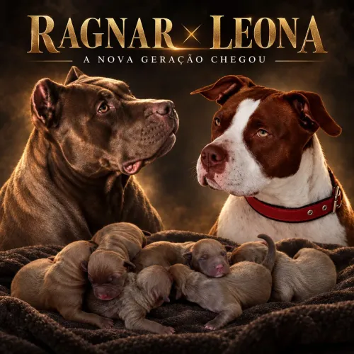 Pitbulls disponíveis