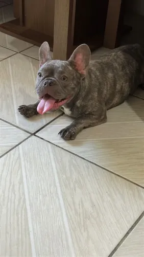 Vendo cachorro budog francês