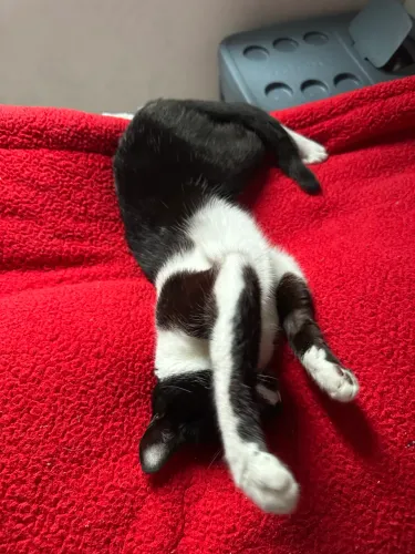 Doação de Gato - Tem 10 meses