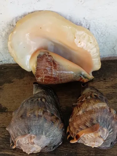 Conchas naturais