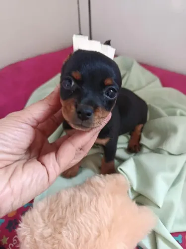 Filhotes de Pinscher | Pequenos no Porte, Gigantes no Amor
