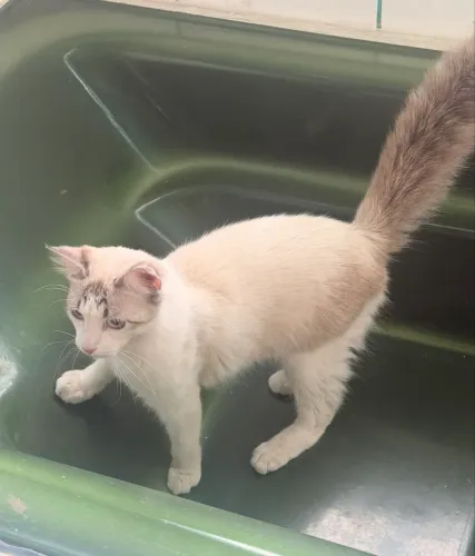 Gato castrado 1 ano