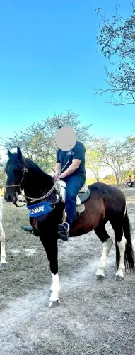 Cavalo Garanhão Pampa de Petro