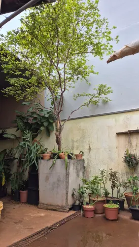 Jaboticabeira 3m