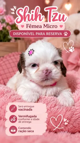 Lindos filhotes de Shih Tzu machos e fêmea 