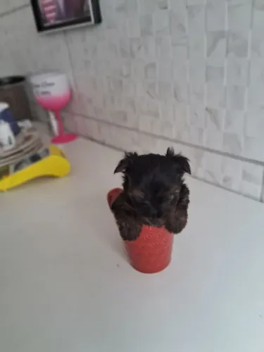 Filhotes de Yorkshire mini com procedência 