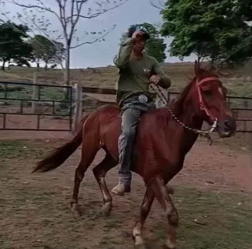 Cavalo marchador para lida em Hidrolândia