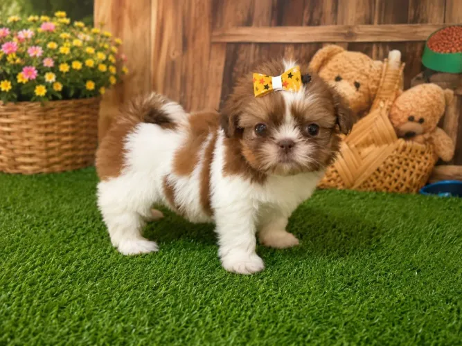 Linda fêmea shih Tzu