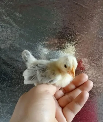 Pintinho anão 