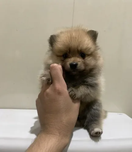 Filhotes Spitz alemão (Lulu) disponível