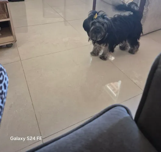 Cães