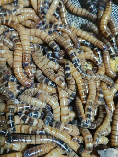 Larvas de Tenébrio Gigante