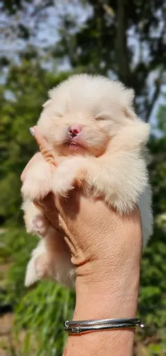 Lulu da Pomerania Machos - sem igual