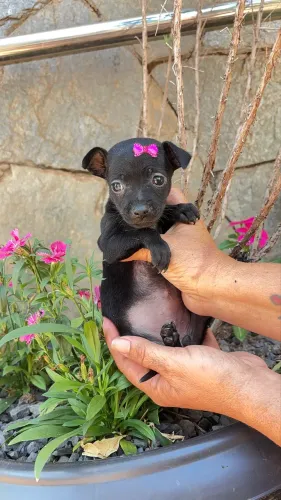 Pinscher fêmea 0