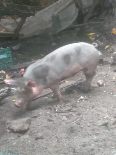 Vendo um filhote de porco leia o anúncio 