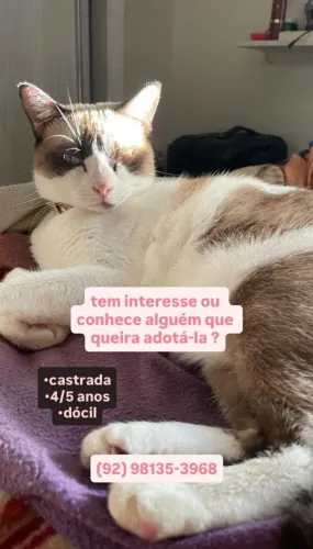 Gata castrada para adoção