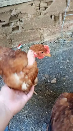 Franguinhos 