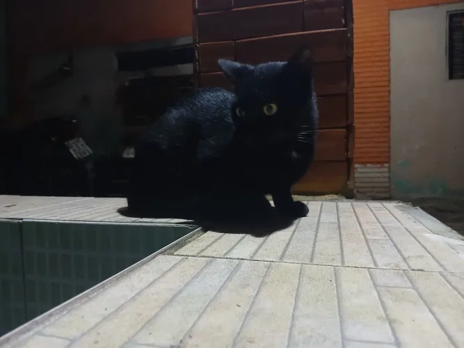 Gatinho abandonado precisa de lar