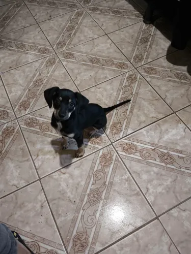 Fêmea porte pequeno, salsichinha com pinscher