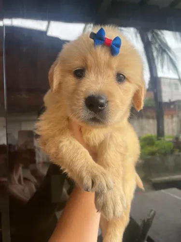 Golden macho e fêmea 