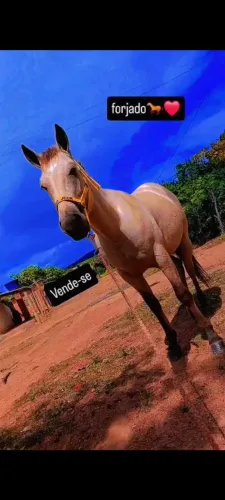 Cavalo