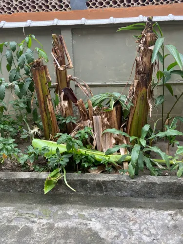 Árvore de bananeira 