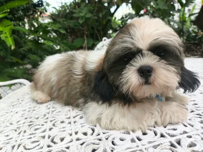 Shihtzu macho