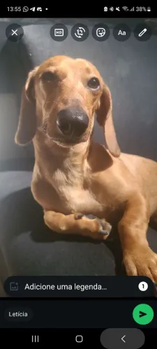 Procura-se namorada para dachshund <br>Dachshund/Salsicha<br>Dachshund/Salsicha