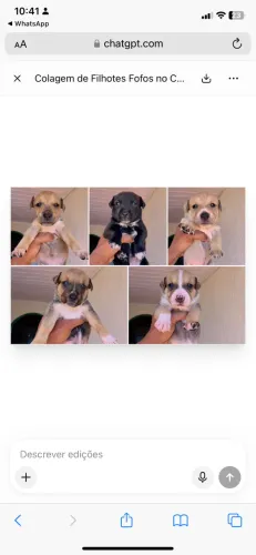 Cachorro pra Adoção