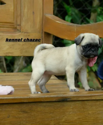 Pug mini filhotes amorosos e saudáveis em campinas