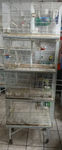 Gaiolas para criar ou tira filhotes 