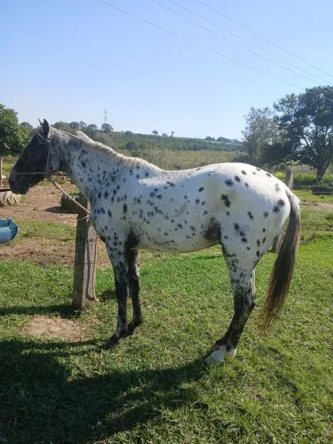 Cavalo Appaloosa
