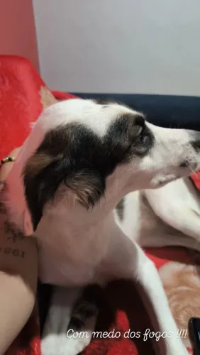 Doação de Cachorro Dócil e carinhoso 