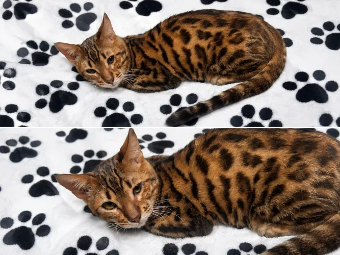 Bengal macho inteiro parcele em até 10x