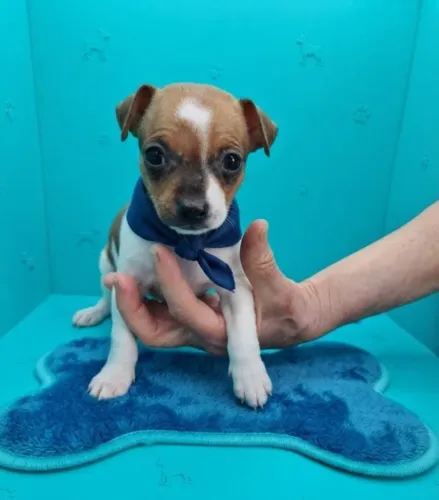 Pinscher Macho com Personalidade Única
