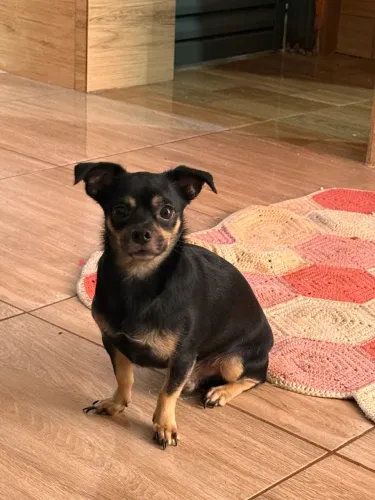 Procura se namorada pinscher 1