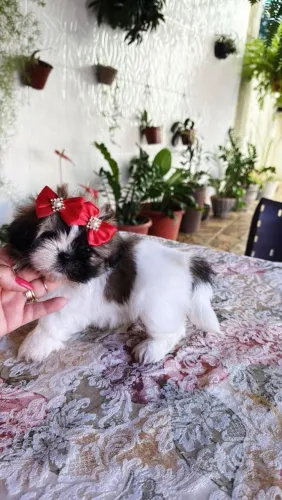 Shih Tzu Mini 
