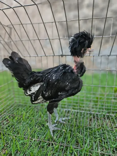 Frango Polonesa