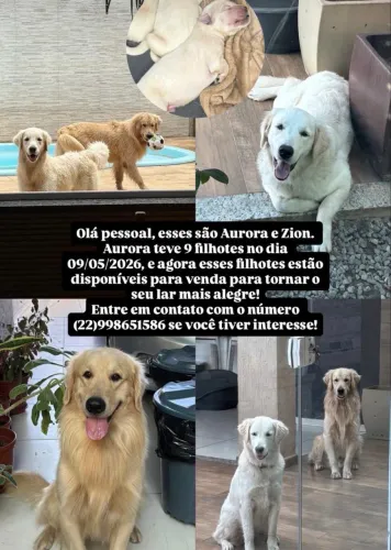 Cachorro golden
