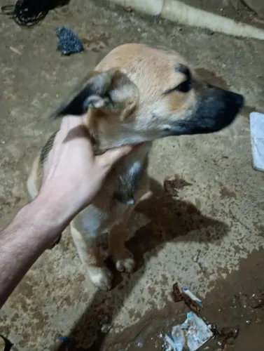 Filhote de cachorro 