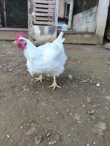 Galinha gorda 6KG
