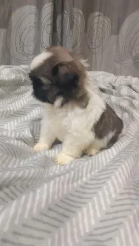 Shitzu macho
