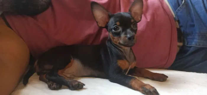 Vendo casal de pinscher número 1