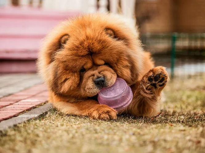 Eles são  fantásticos , chow chow americano o melhor pra vc aqui 