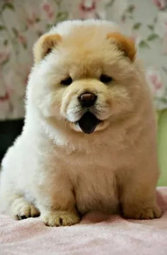 Belos filhotinhos de chow chow porte americano disponível para entrega imediata