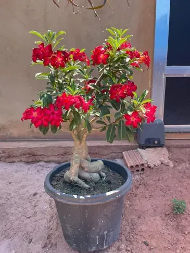 vendo linda rosa do  deserto grande 