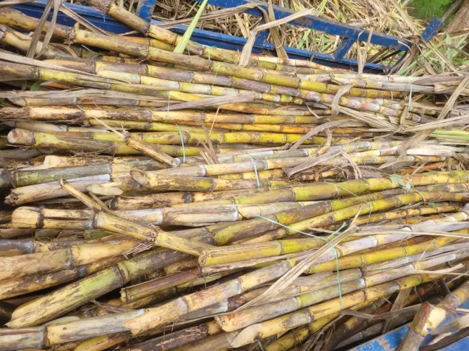 Cana de caldo  Açúcar para venda