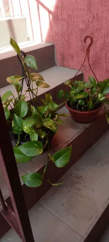 Lindas plantas Pothos para decorar seu lar!